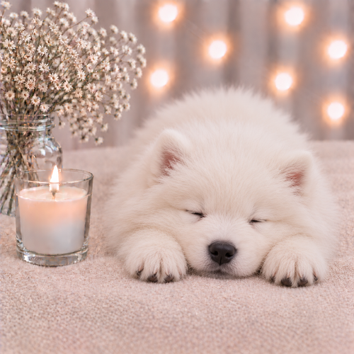 White Samoyed